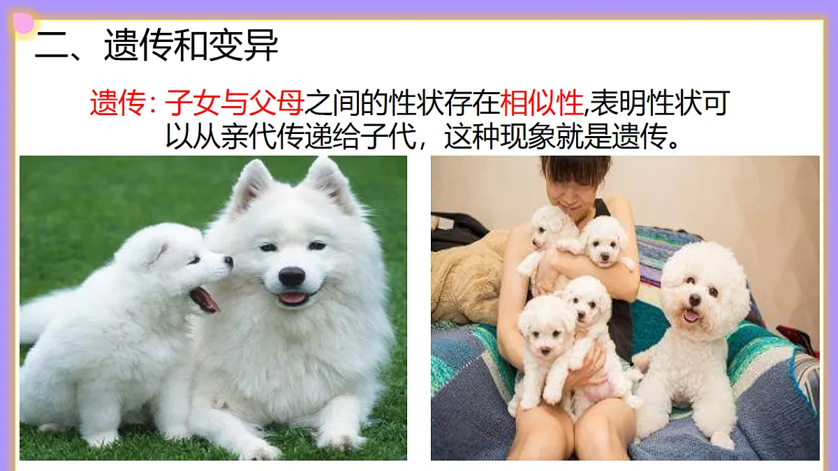 八下生物（人教版2024）6.2.1.2《基因与生物的性状的关系（2）》PPT第8页