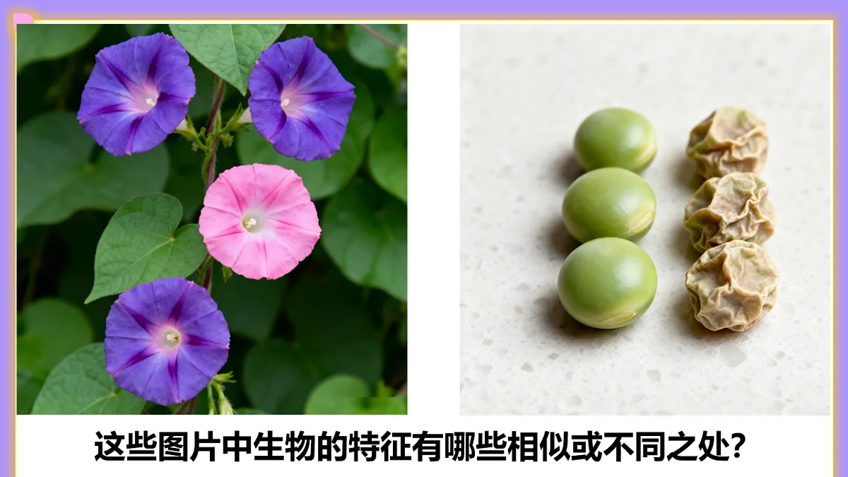 八下生物（人教版2024）6.2.1.1《基因与生物的性状的关系（1）》PPT第4页