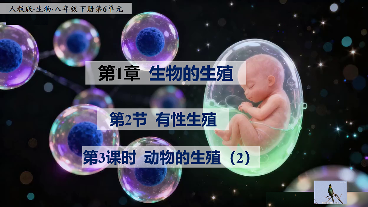 八下生物（人教版2024）6.1.2.3《动物的生殖（2）》PPT第1页