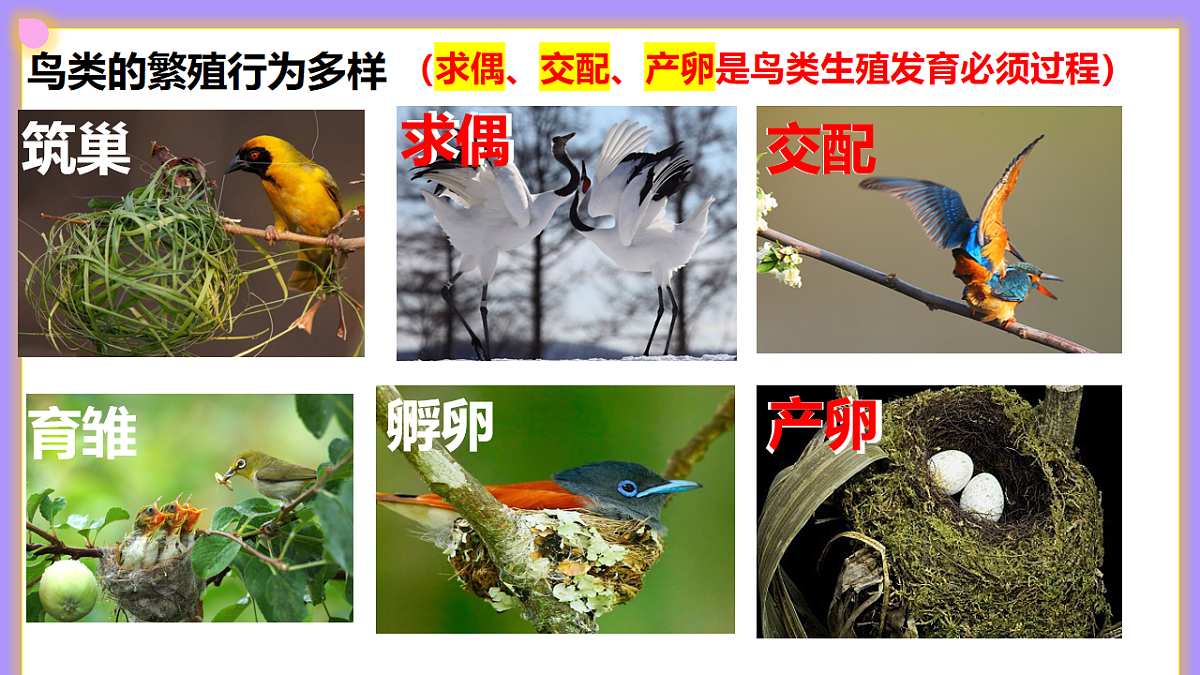 八下生物（人教版2024）6.1.2.3《动物的生殖（2）》PPT第6页