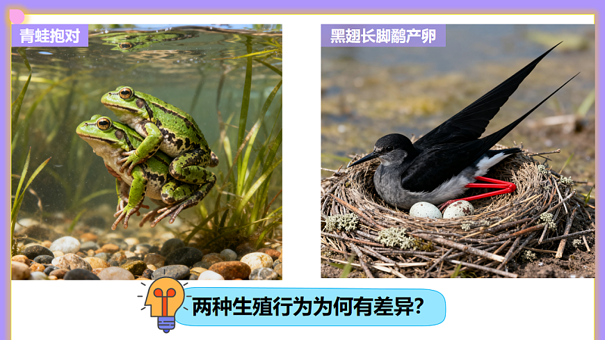 八下生物（人教版2024）6.1.2.2《动物的生殖（1）》PPT第4页