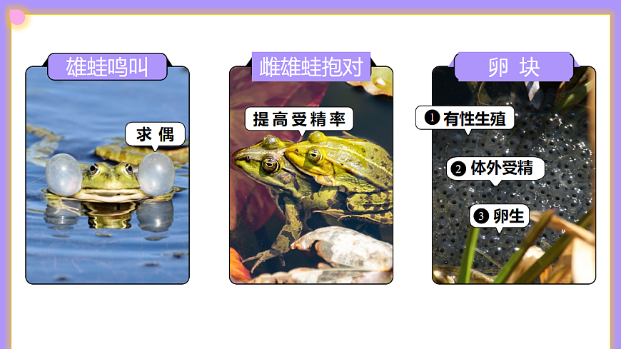 八下生物（人教版2024）6.1.2.2《动物的生殖（1）》PPT第7页