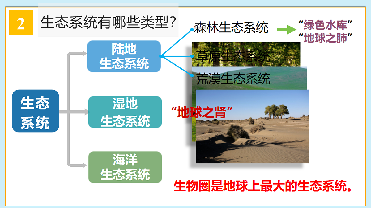 八下（北师大版2024）20.2生态系统的组成  课件第8页