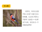 小学语文新部编版三年级下册第六单元20灰雀教学课件（2026春版）