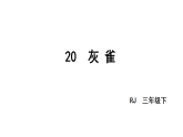 小学语文新部编版三年级下册第六单元20灰雀教学课件（2026春版）