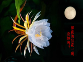 小学语文新部编版三年级下册第七单元24我们奇妙的世界教学课件（2026春版）