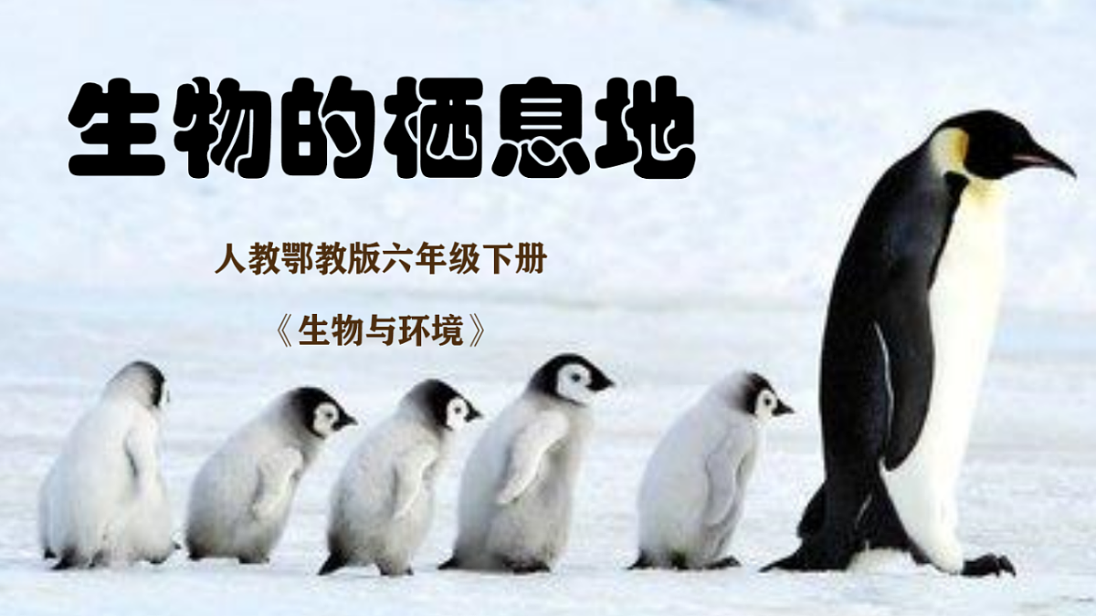 生物的栖息地（2026新课件）第1页
