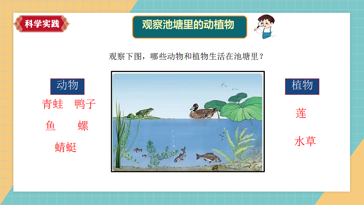 生物的栖息地（2026新课件）第4页