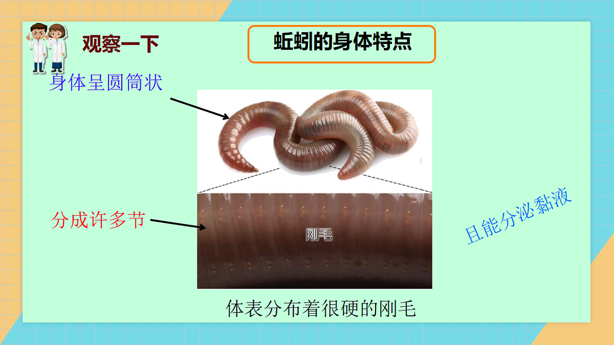 动物对环境的适应第8页