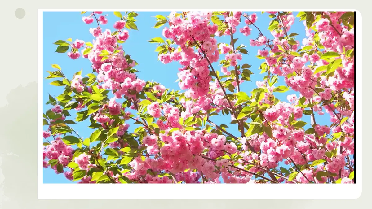 编个花篮把春天带回家第4页