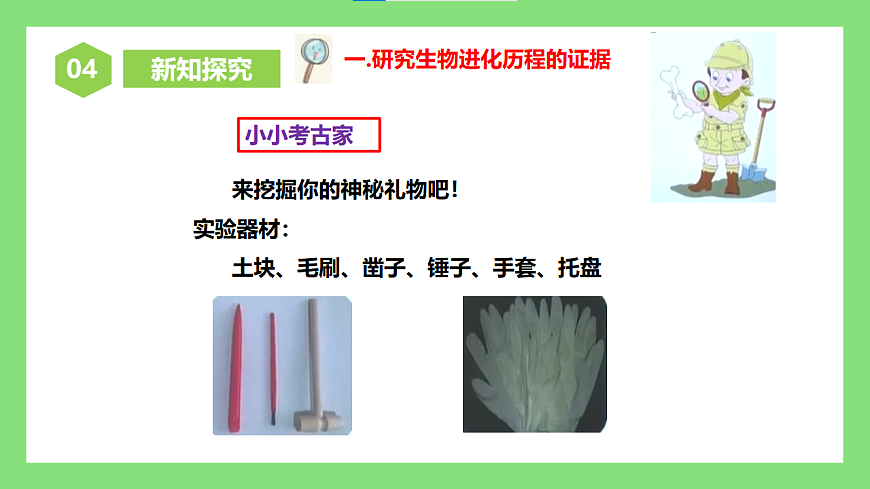 人教版初中生物八年级下册6.3.2《生物进化的历程》1课件第5页