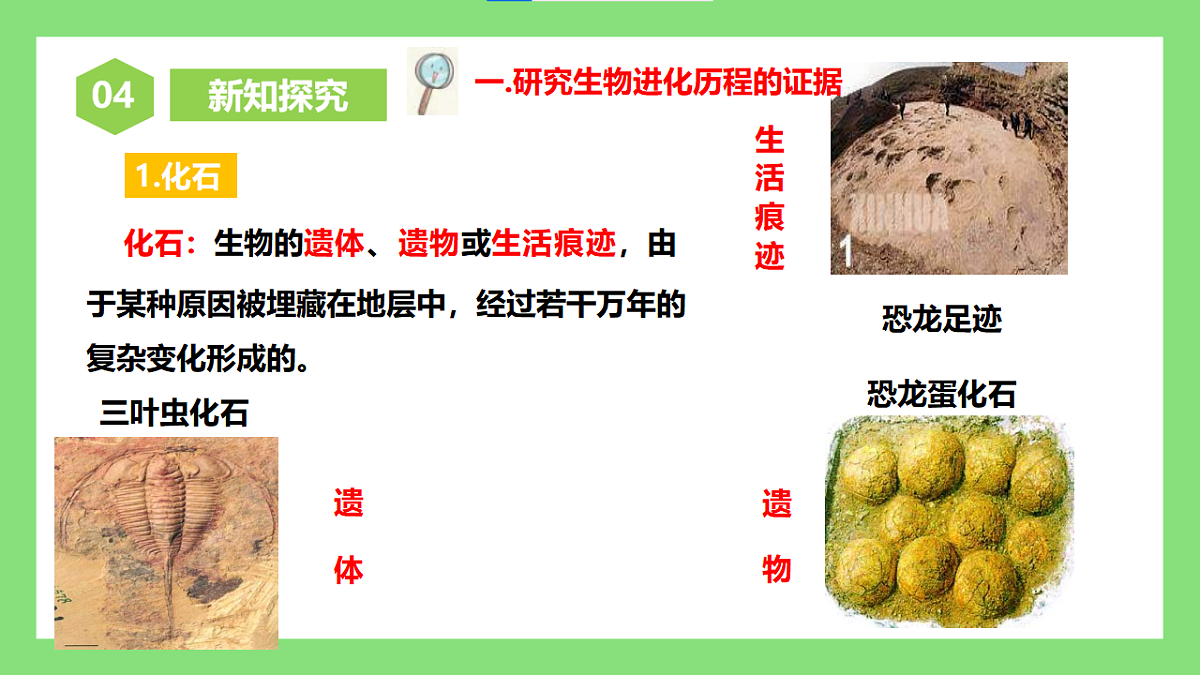 人教版初中生物八年级下册6.3.2《生物进化的历程》1课件第6页