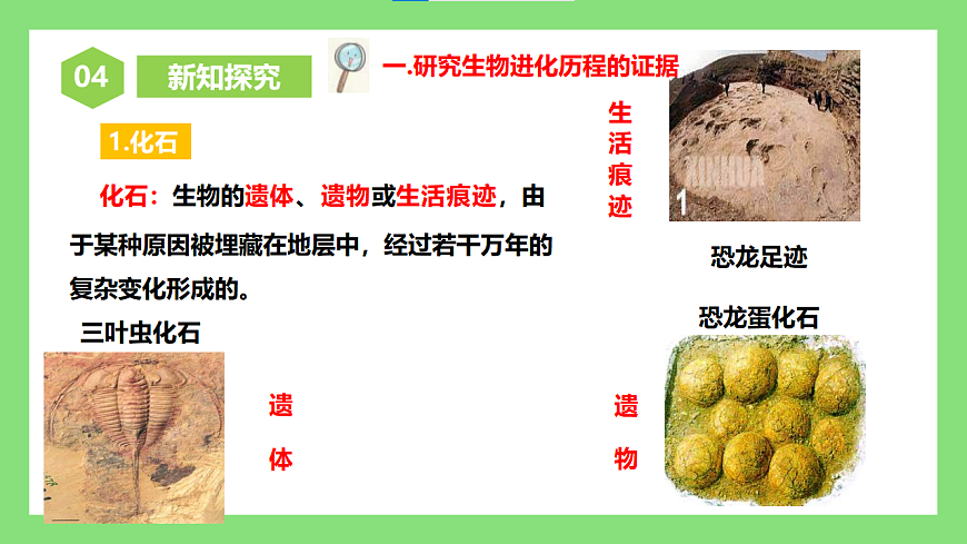 人教版初中生物八年级下册6.3.2《生物进化的历程》1课件第6页