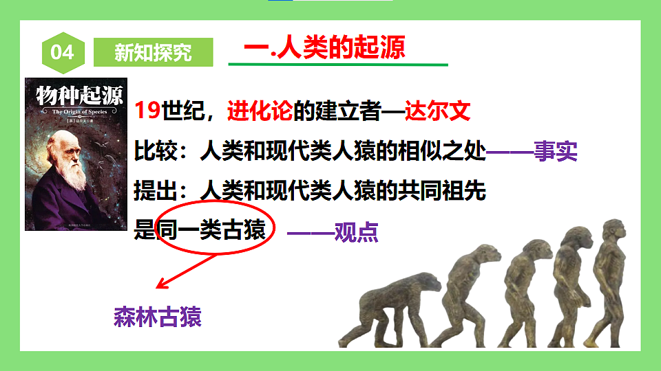 人教版初中生物八年级下册6.3.4《人类的起源》课件第6页