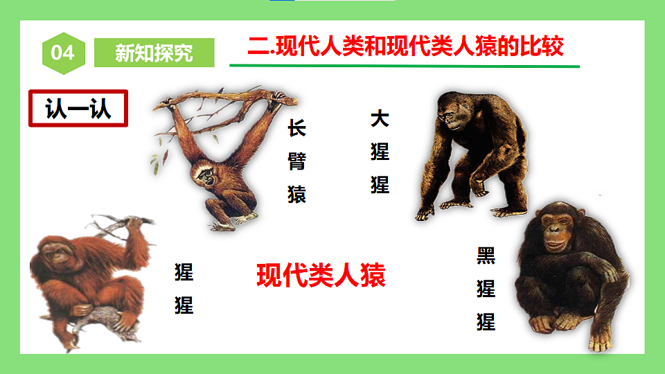 人教版初中生物八年级下册6.3.4《人类的起源》课件第8页