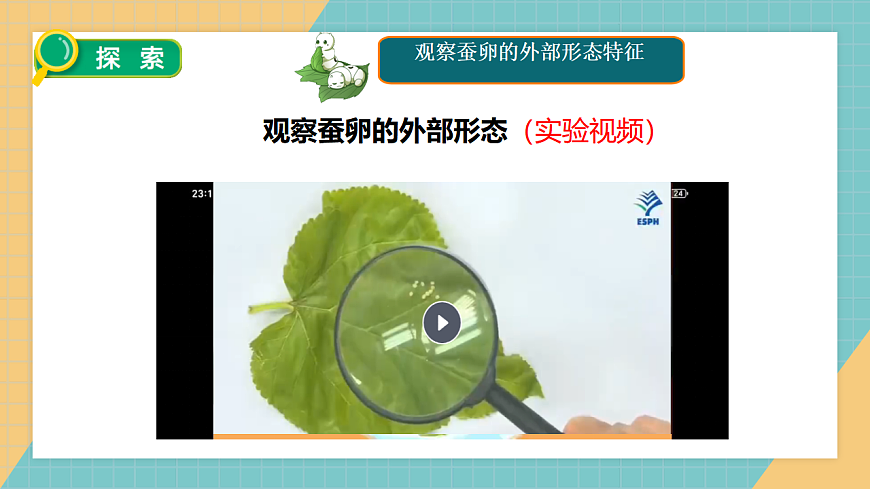 2.3 迎接蚕宝宝的到来第8页