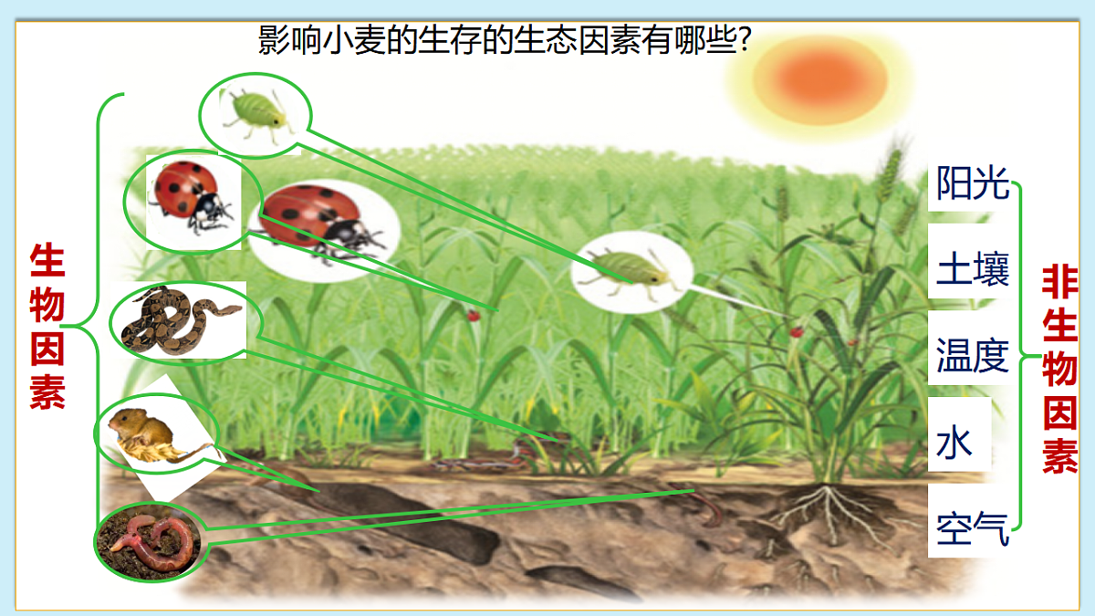 八下生物（北师大版2024）20.1生物的生存依赖一定的环境  课件第8页