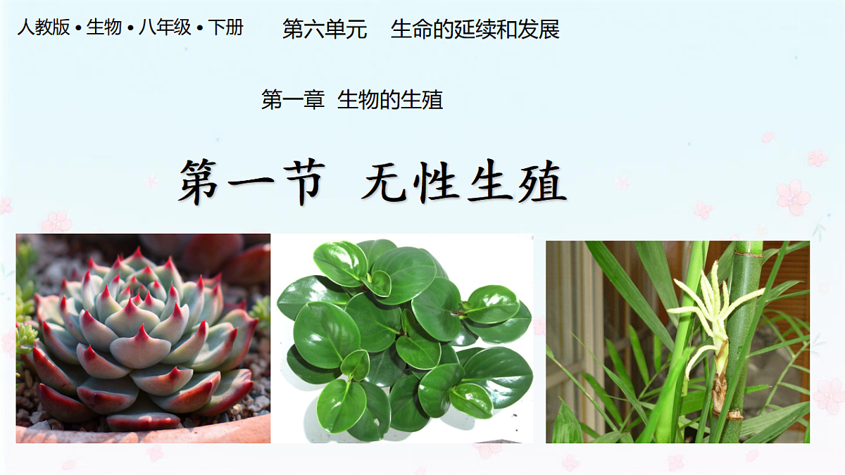 【核心生物】人教版初中生物八年级下册6.1.1《 无性生殖》课件第1页