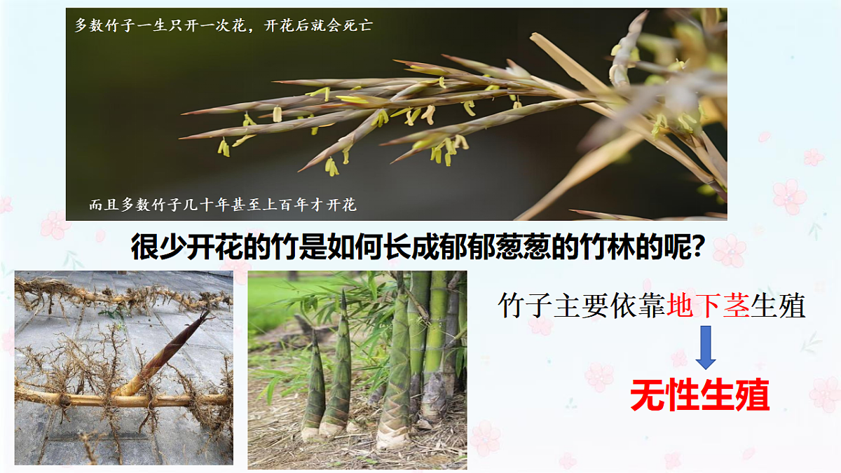 【核心生物】人教版初中生物八年级下册6.1.1《 无性生殖》课件第5页