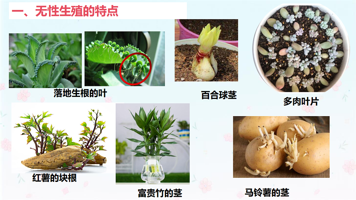 【核心生物】人教版初中生物八年级下册6.1.1《 无性生殖》课件第8页