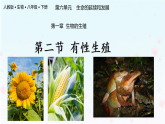【核心生物】人教版初中生物八年级下册6.1.2《 有性生殖》课件＋课时练习＋教案（含教学反思）