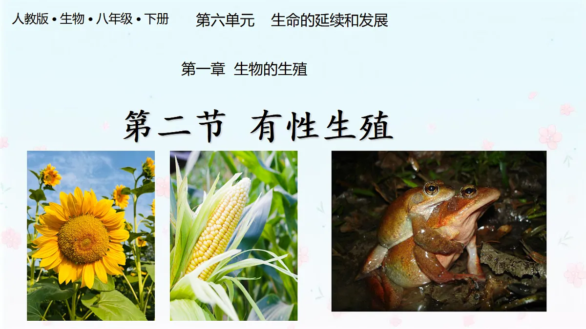 【核心生物】人教版初中生物八年级下册6.1.2《 有性生殖》课件第1页