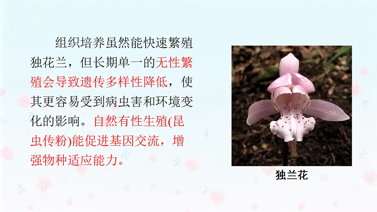 【核心生物】人教版初中生物八年级下册6.1.2《 有性生殖》课件第6页