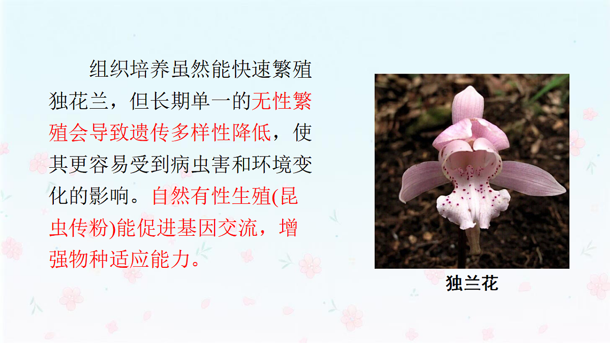 【核心生物】人教版初中生物八年级下册6.1.2《 有性生殖》课件第6页