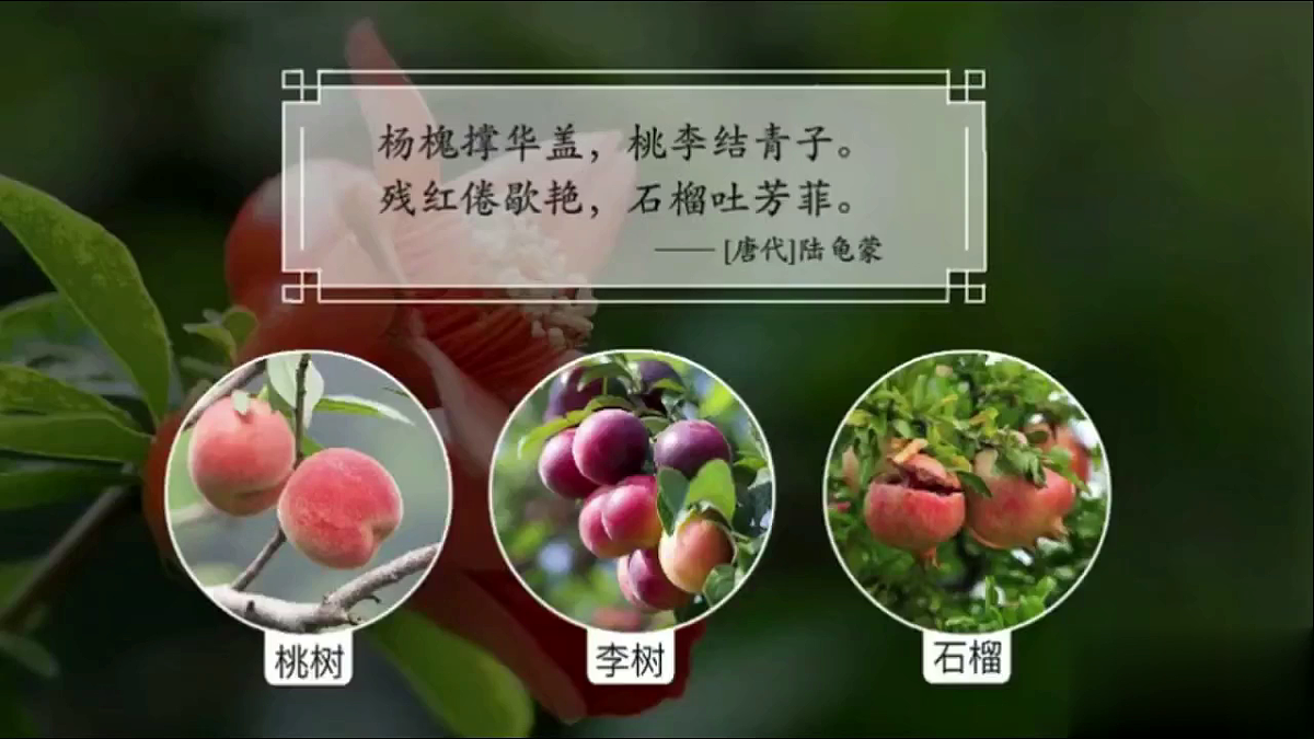 【核心生物】人教版初中生物八年级下册6.1.2《 有性生殖》课件第7页