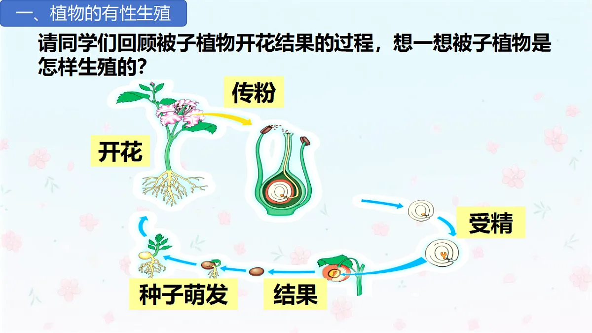 【核心生物】人教版初中生物八年级下册6.1.2《 有性生殖》课件第8页