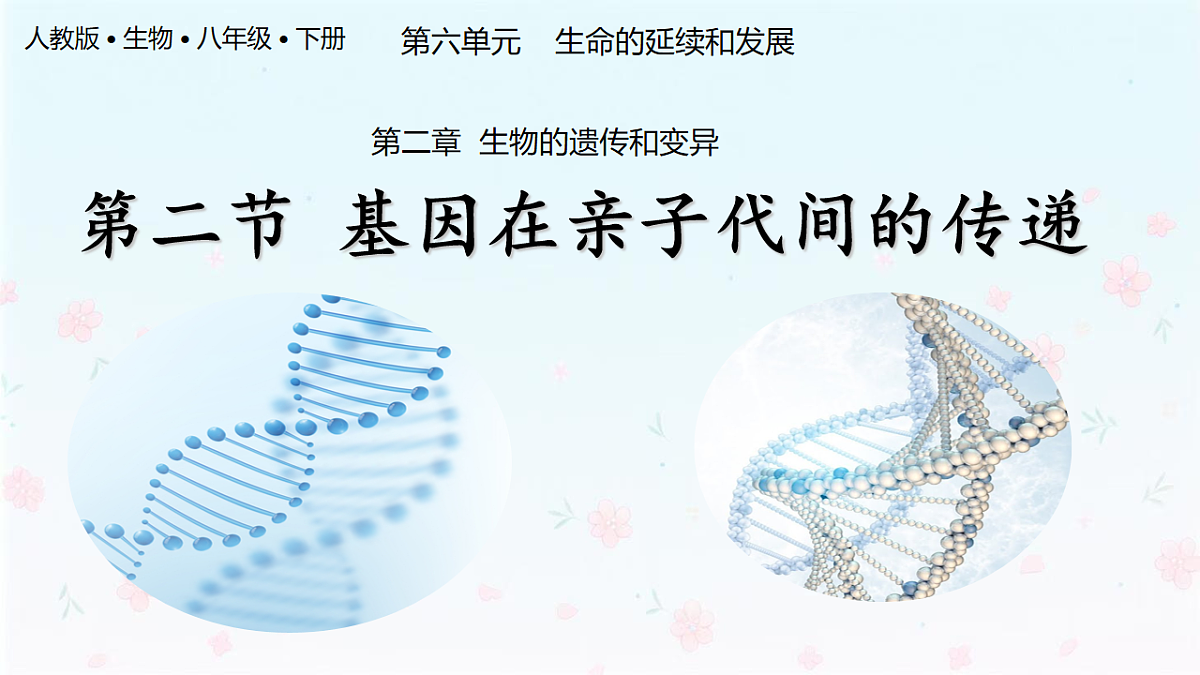 【核心生物】人教版初中生物八年级下册6.2.2《 基因在亲子代间的传递》课件第1页
