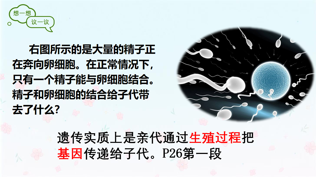 【核心生物】人教版初中生物八年级下册6.2.2《 基因在亲子代间的传递》课件第4页