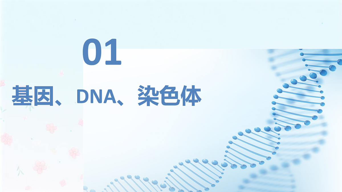 【核心生物】人教版初中生物八年级下册6.2.2《 基因在亲子代间的传递》课件第6页