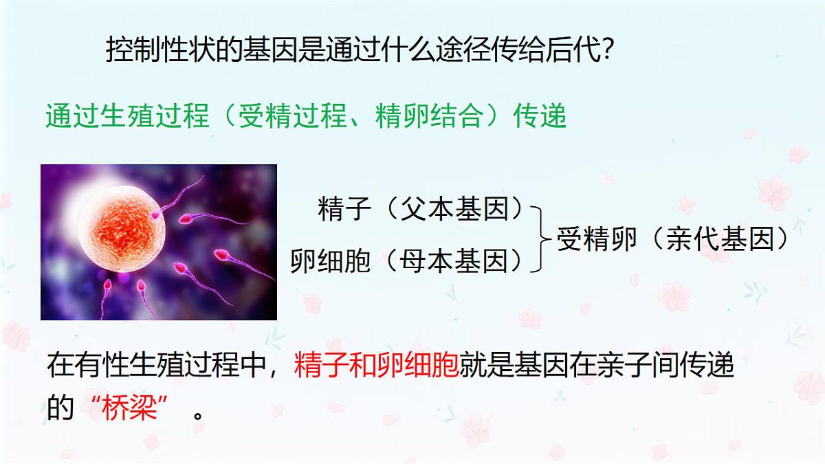 【核心生物】人教版初中生物八年级下册6.2.2《 基因在亲子代间的传递》课件第7页