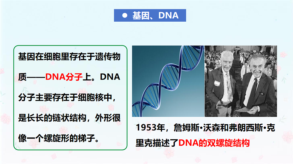 【核心生物】人教版初中生物八年级下册6.2.2《 基因在亲子代间的传递》课件第8页