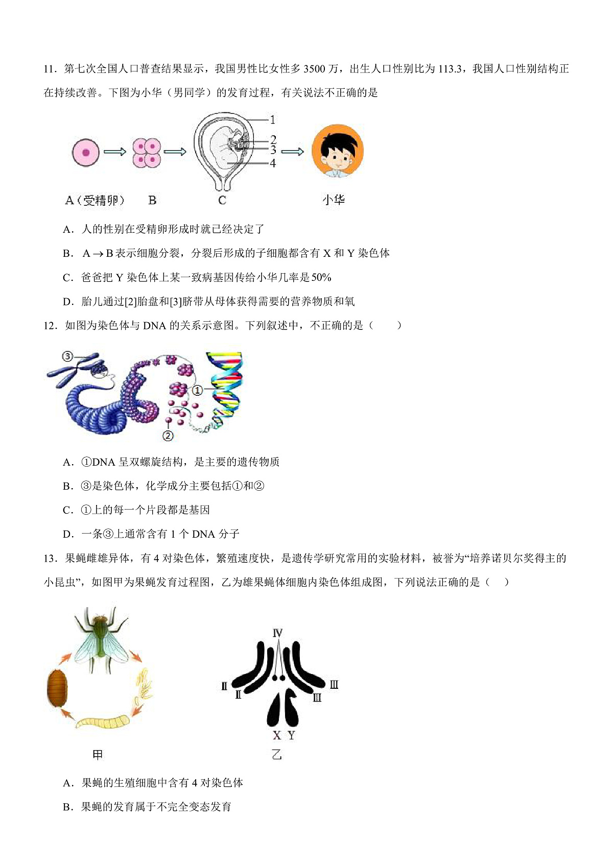 人教版初中生物八年级下册6.2.2《 基因在亲子代间的传递》课时练习第3页