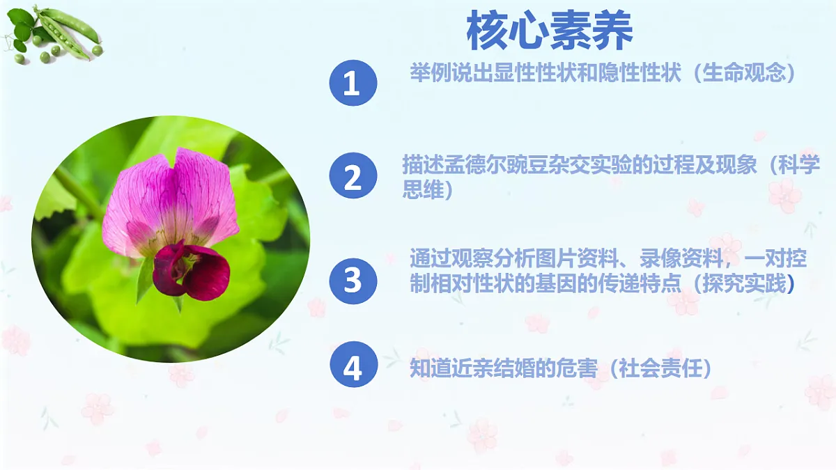 【核心生物】人教版初中生物八年级下册6.2.3《 基因显性和隐性》课件第2页