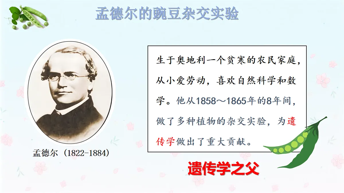 【核心生物】人教版初中生物八年级下册6.2.3《 基因显性和隐性》课件第6页