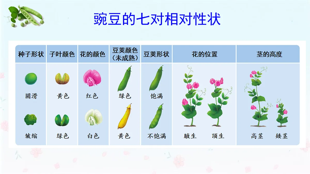 【核心生物】人教版初中生物八年级下册6.2.3《 基因显性和隐性》课件第8页