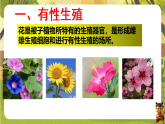 6.1.1 被子植物的生殖（一、有性生殖）（课件）--2025-2026学年(新教材）冀少版生物八年级下册