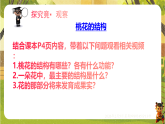 6.1.1 被子植物的生殖（一、有性生殖）（课件）--2025-2026学年(新教材）冀少版生物八年级下册