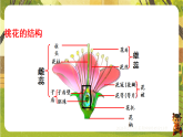 6.1.1 被子植物的生殖（一、有性生殖）（课件）--2025-2026学年(新教材）冀少版生物八年级下册