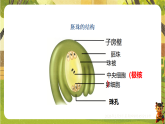 6.1.1 被子植物的生殖（一、有性生殖）（课件）--2025-2026学年(新教材）冀少版生物八年级下册