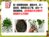 6.1.2 被子植物的生殖（二、无性生殖）（课件）--2025-2026学年(新教材）冀少版生物八年级下册