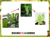 6.1.2 被子植物的生殖（二、无性生殖）（课件）--2025-2026学年(新教材）冀少版生物八年级下册