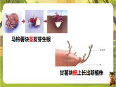 6.1.2 被子植物的生殖（二、无性生殖）（课件）--2025-2026学年(新教材）冀少版生物八年级下册