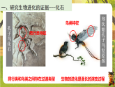 6.3.2生物进化的证据（课件）--2025-2026学年(新教材）冀少版生物八年级下册