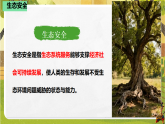 7.2.2保障生态安全（课件）--2025-2026学年(新教材）冀少版生物八年级下册