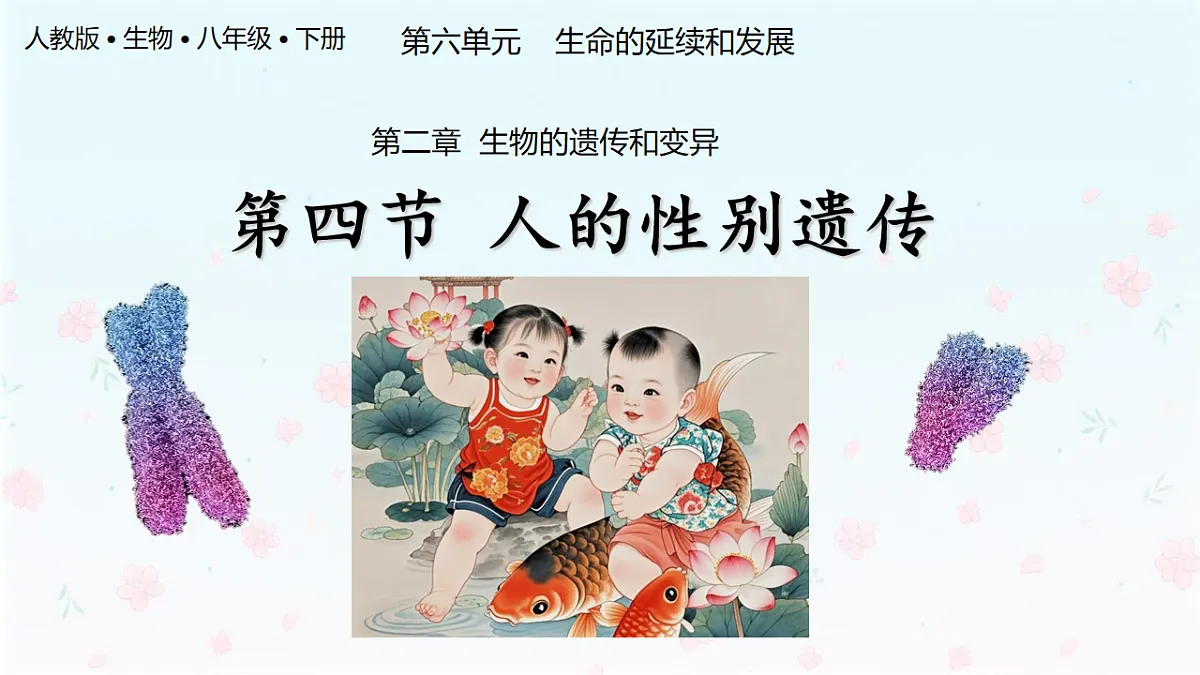 【核心生物】人教版初中生物八年级下册6.2.4《 人的性别决定》课件第1页