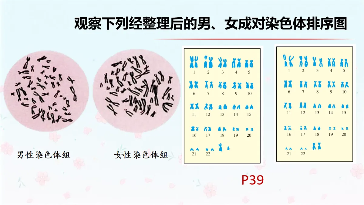 【核心生物】人教版初中生物八年级下册6.2.4《 人的性别决定》课件第8页